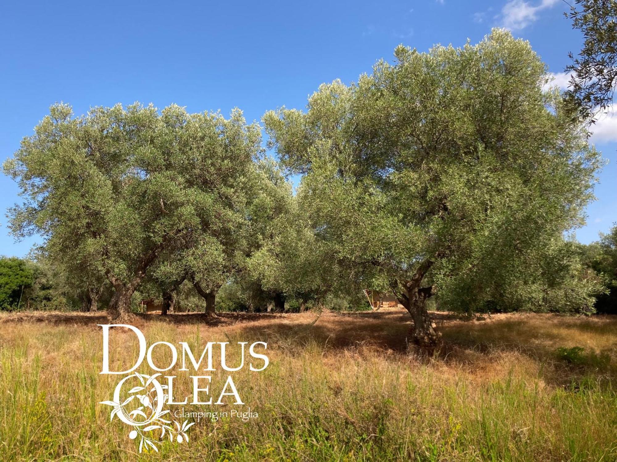 Hotel Domus Olea Glamping Ceglie Messapica Esterno foto